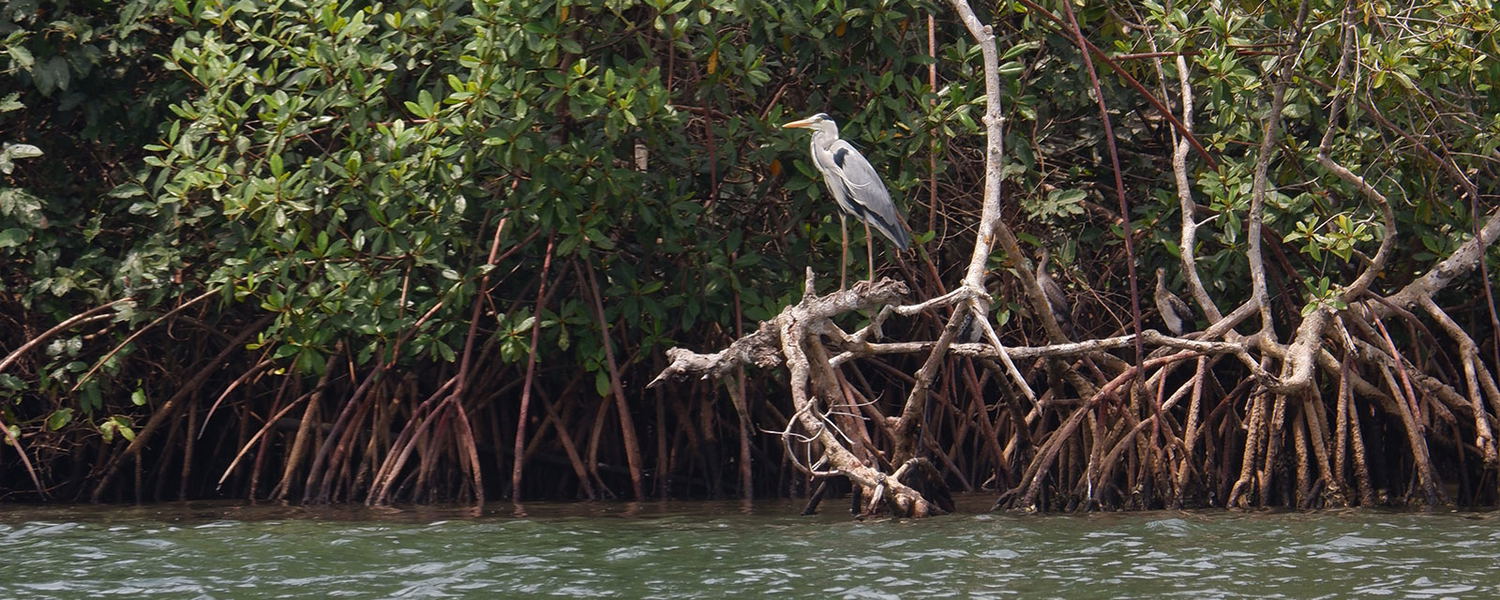 Birding