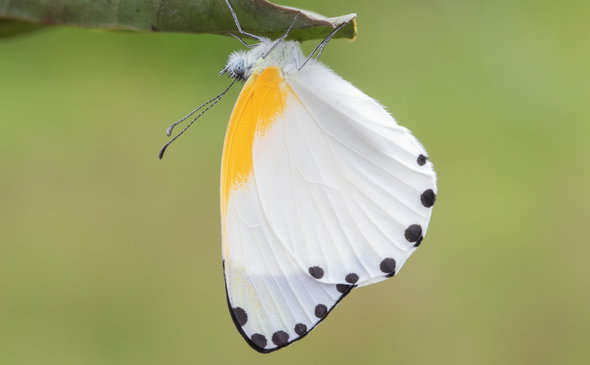 ENNR butterfly and other related tours/trainer