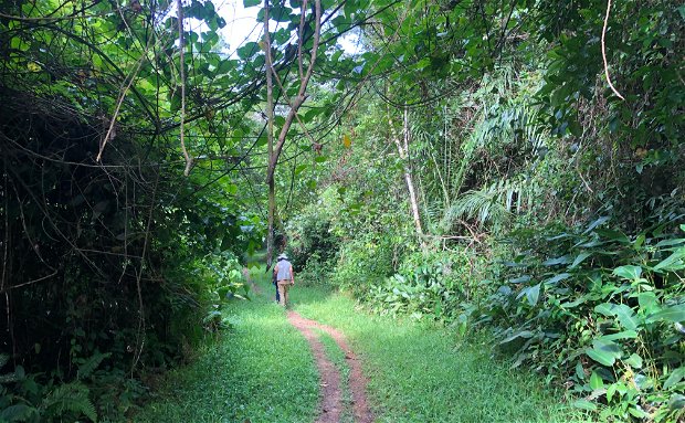 Sapo National Park, Liberia Sapo National Park, Liberia