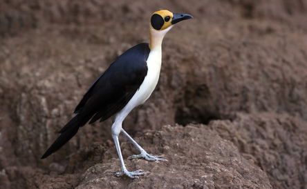 Birding