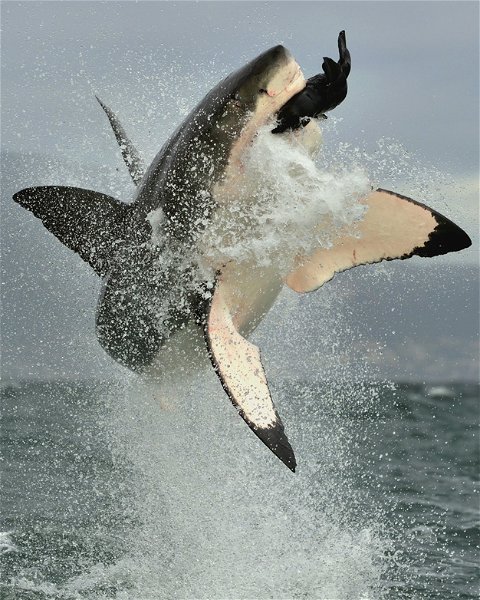Great White Cage Diving