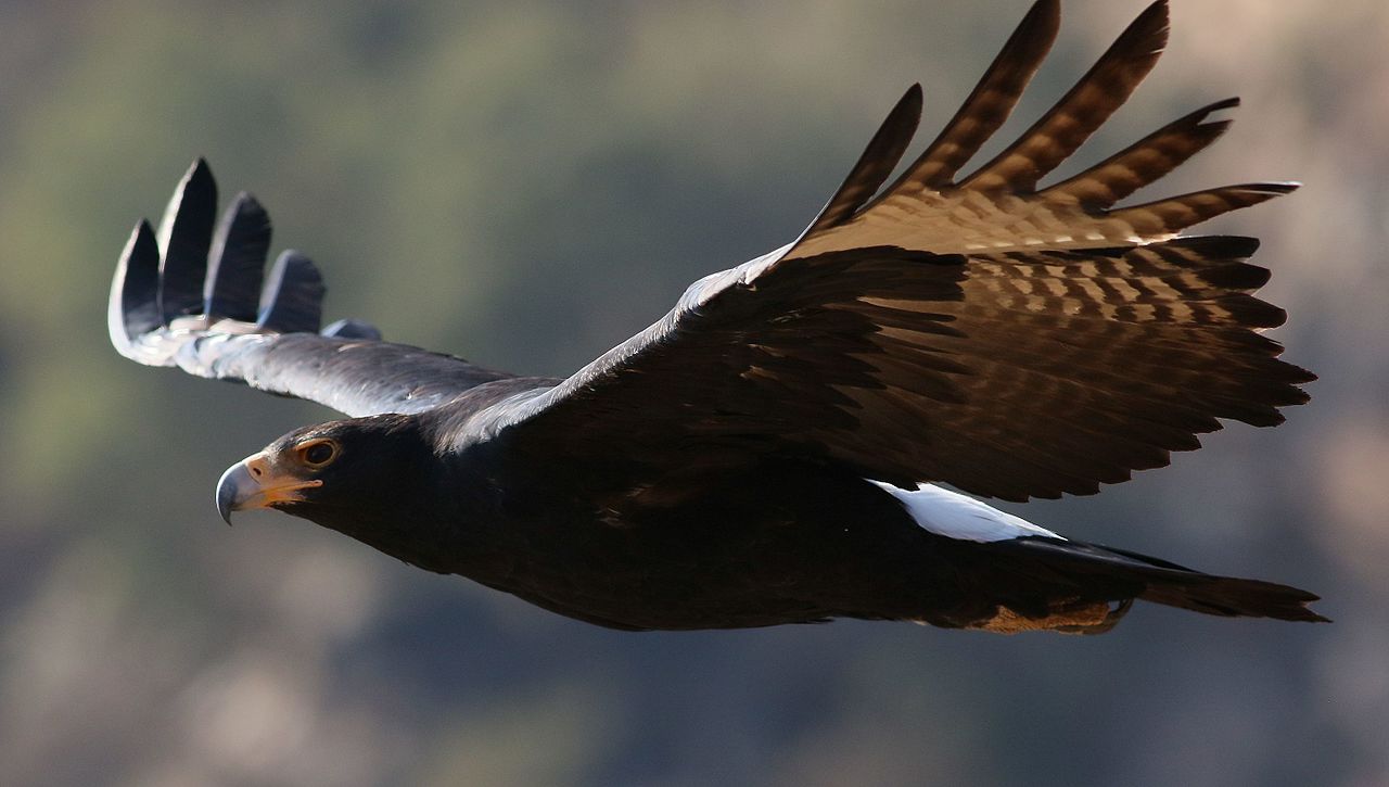 Black Eagle by Derek Keats via Wikimedia Commons
