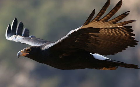 Black Eagle by Derek Keats via Wikimedia Commons