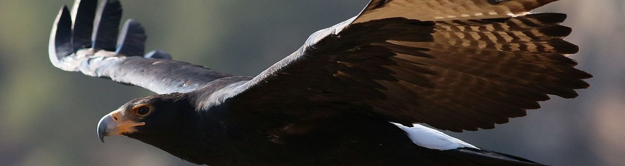 Black Eagle by Derek Keats via Wikimedia Commons