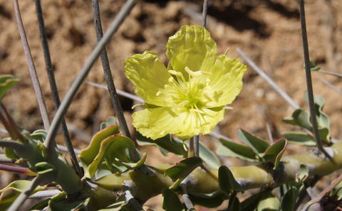 Vegetation of the Karoo: Sarcocaulon spinosum. Photo by 14907286 on Pixabay sarcocaulon-4817551_1920