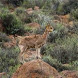 Karoo National Park. Photo by Captureson Photography on Unsplash captureson-photography-LTYtLZPSnUw-unsplash