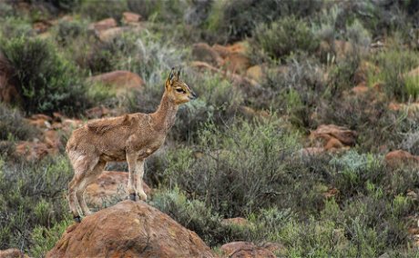 Karoo National Park. Photo by Captureson Photography on Unsplash captureson-photography-LTYtLZPSnUw-unsplash