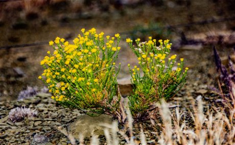 Karoo vegetation. Photo by Juanita Swart on Unsplash juanita-swart-6b9Oe86C9xs-unsplash