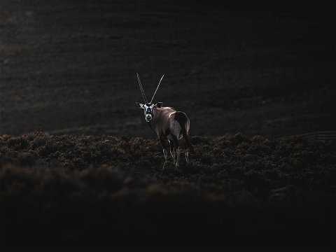 Oryx. Karoo National Park. Photo by Stephen Coetsee on Unsplash stephen-coetsee-N7XHYUrnaD0-unsplash