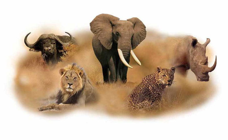 Big 5 picture