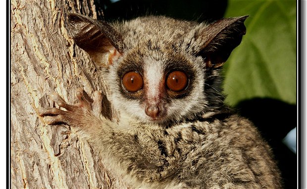 Bush Baby