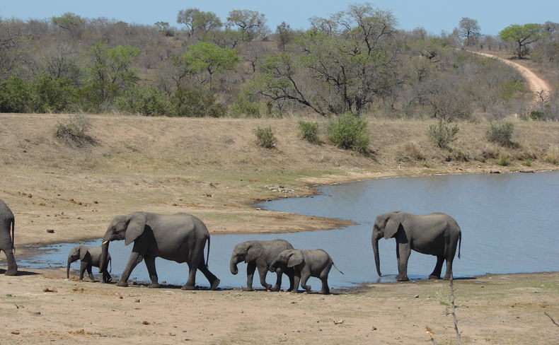 Ellies in Kruger Ellies in Kruger