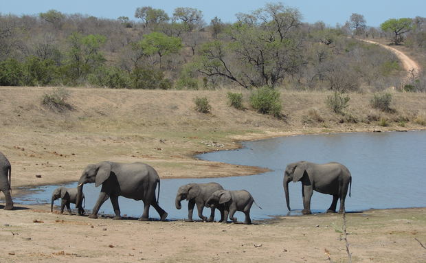 Ellies in Kruger