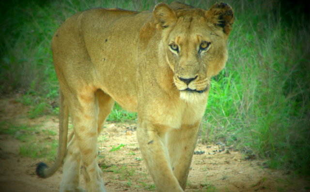 Lions