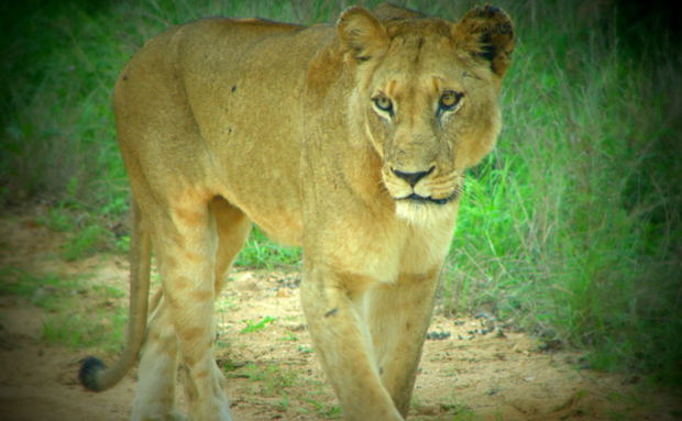 Lions Lions