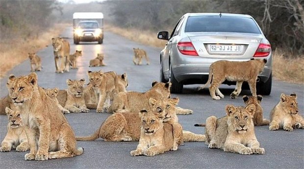More Lions than People