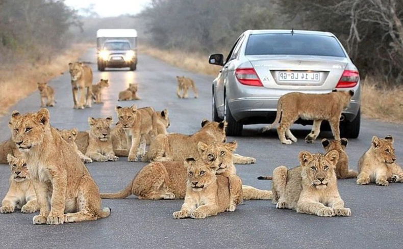 More Lions than People More Lions than People