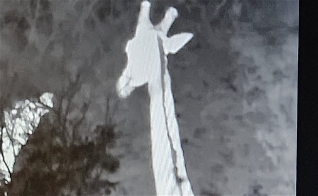 Thermal Giraffe Thermal Giraffe