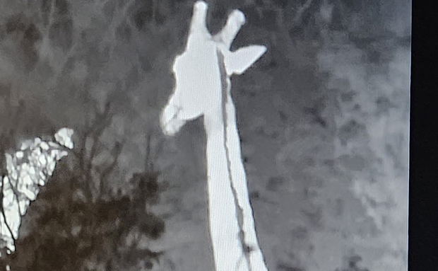 Thermal Giraffe Thermal Giraffe