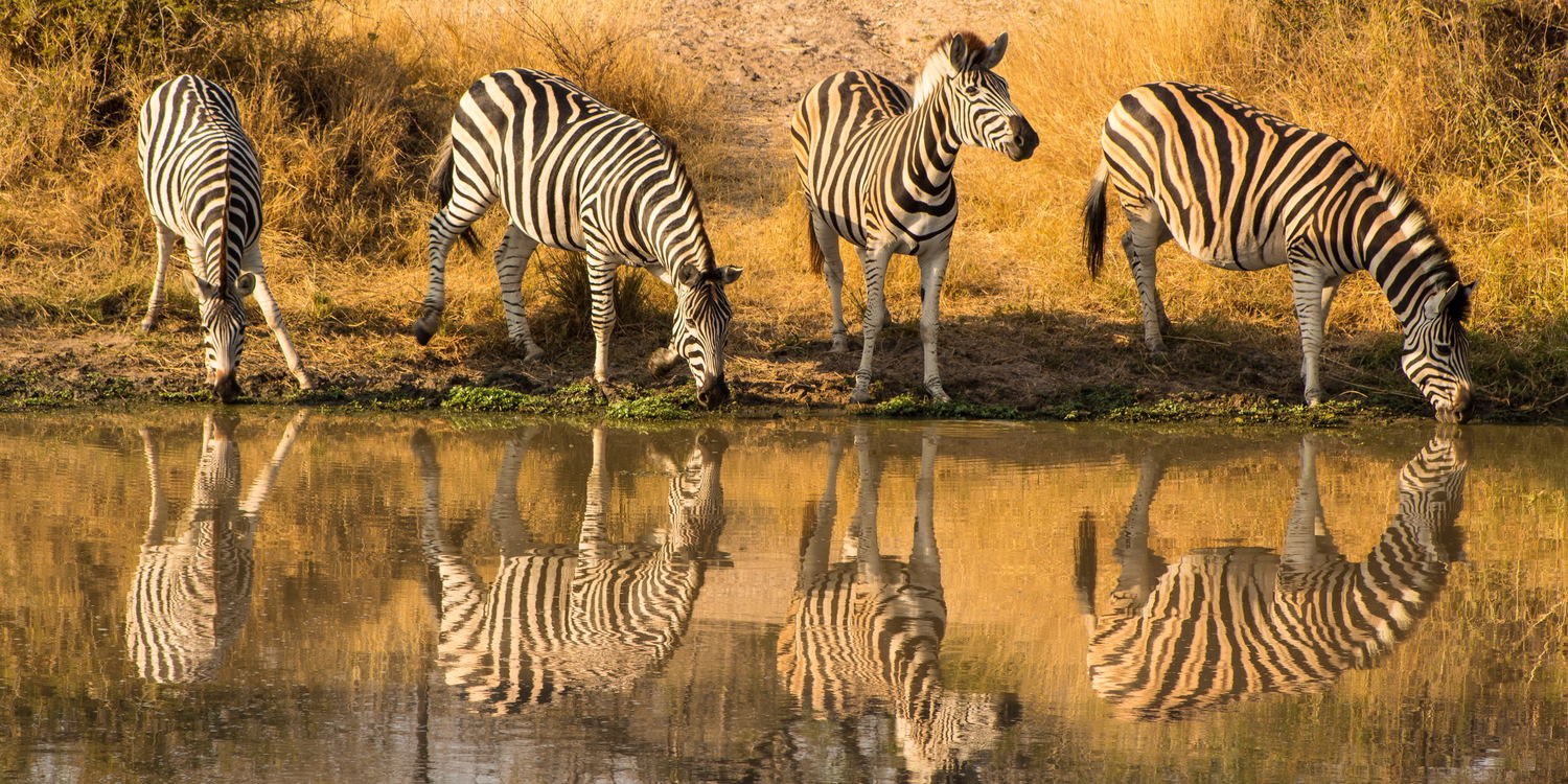 Welcome to Marloth Park