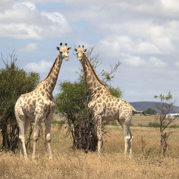 Wildlife Reserve