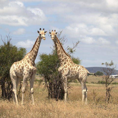 Wildlife Reserve