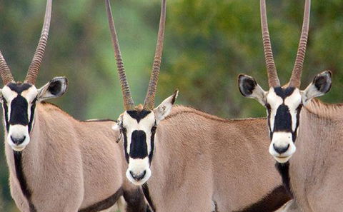 Wildlife Reserve