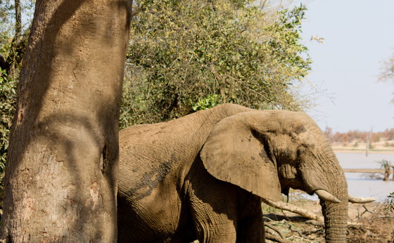 Kruger Stopover Deal