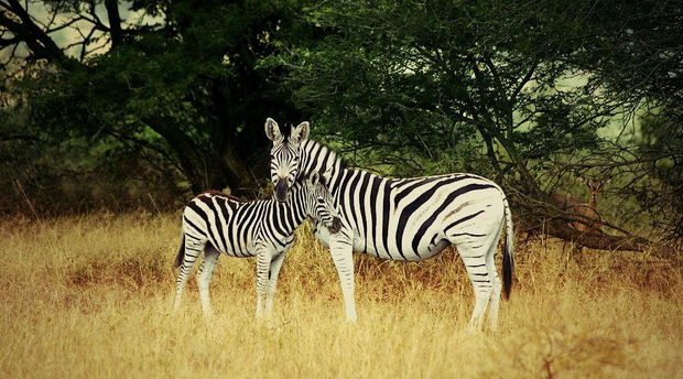 Good Morning  .... Zebra spotted outside Umthiba Bush Lodge 