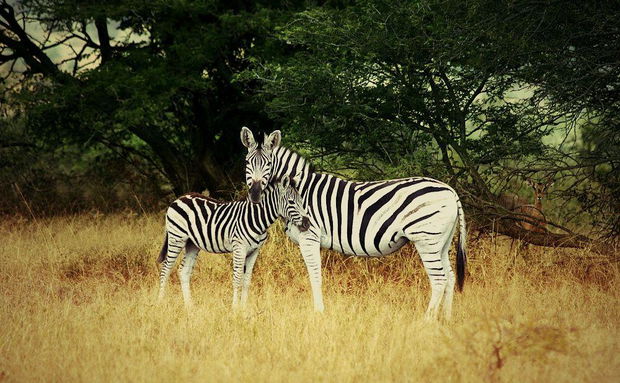 Good Morning  .... Zebra spotted outside Umthiba Bush Lodge 