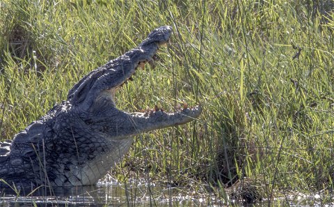 Nile Crocodile in the St Lucia estuary