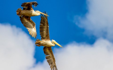 Pelicans in flight 