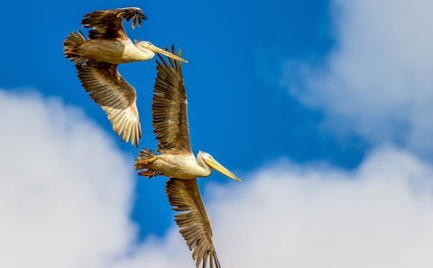 Pelicans in flight