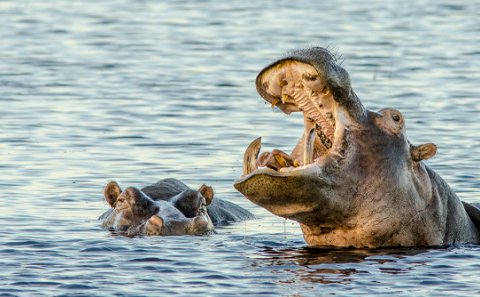 Hippopotamus in the water in Lake St Lucia