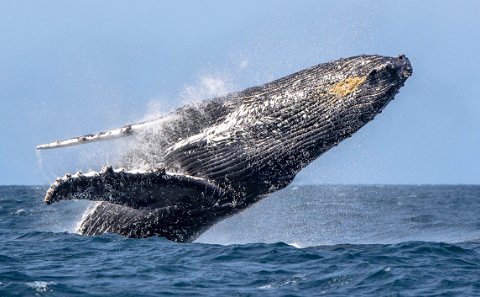 Humpback Whale Broaching