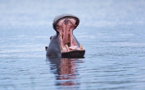 Isimangaliso Wetland Park