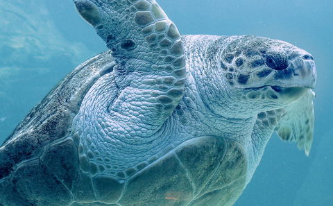 Turtle Tour