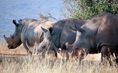 Big 5 Safari
