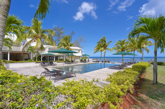 Sun loungers by beachfront under palm trees