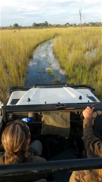 Driving through the Okavango Swamps.