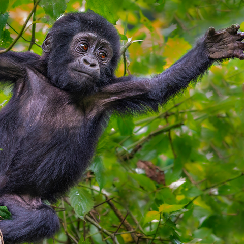 Uganda
