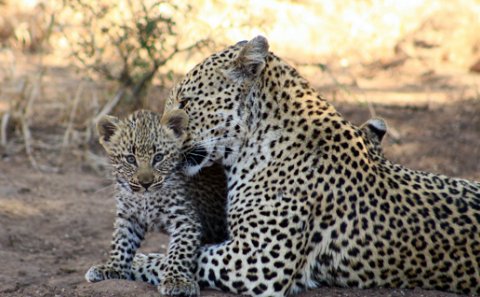 Leopard and cub on safari game drive in the Kruger National Park, South Africa.