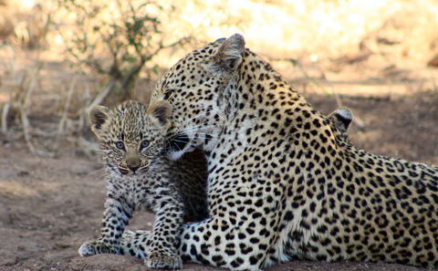 Leopard and cub on safari game drive in the Kruger National Park, South Africa.