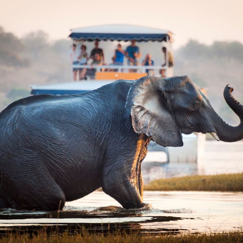 SAFARIS FROM THE WATER