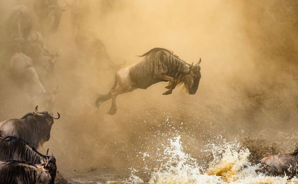 The Serengeti