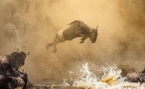 The Serengeti