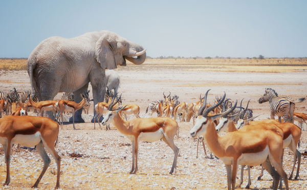 Etosha