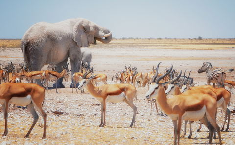 Etosha