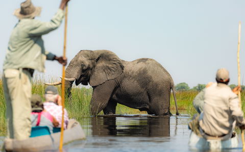 Guests in a mokoro with an elephant in the Okavango Delta.