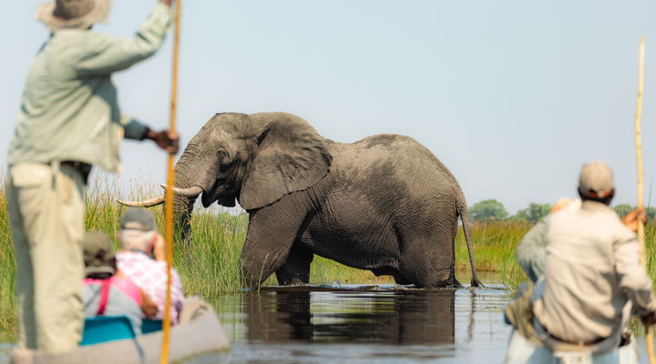 Guests in a mokoro with an elephant in the Okavango Delta.